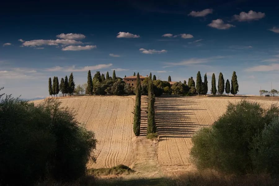 A row of tall cypress trees on a hill above ploughed fields under a deep blue evening sky.