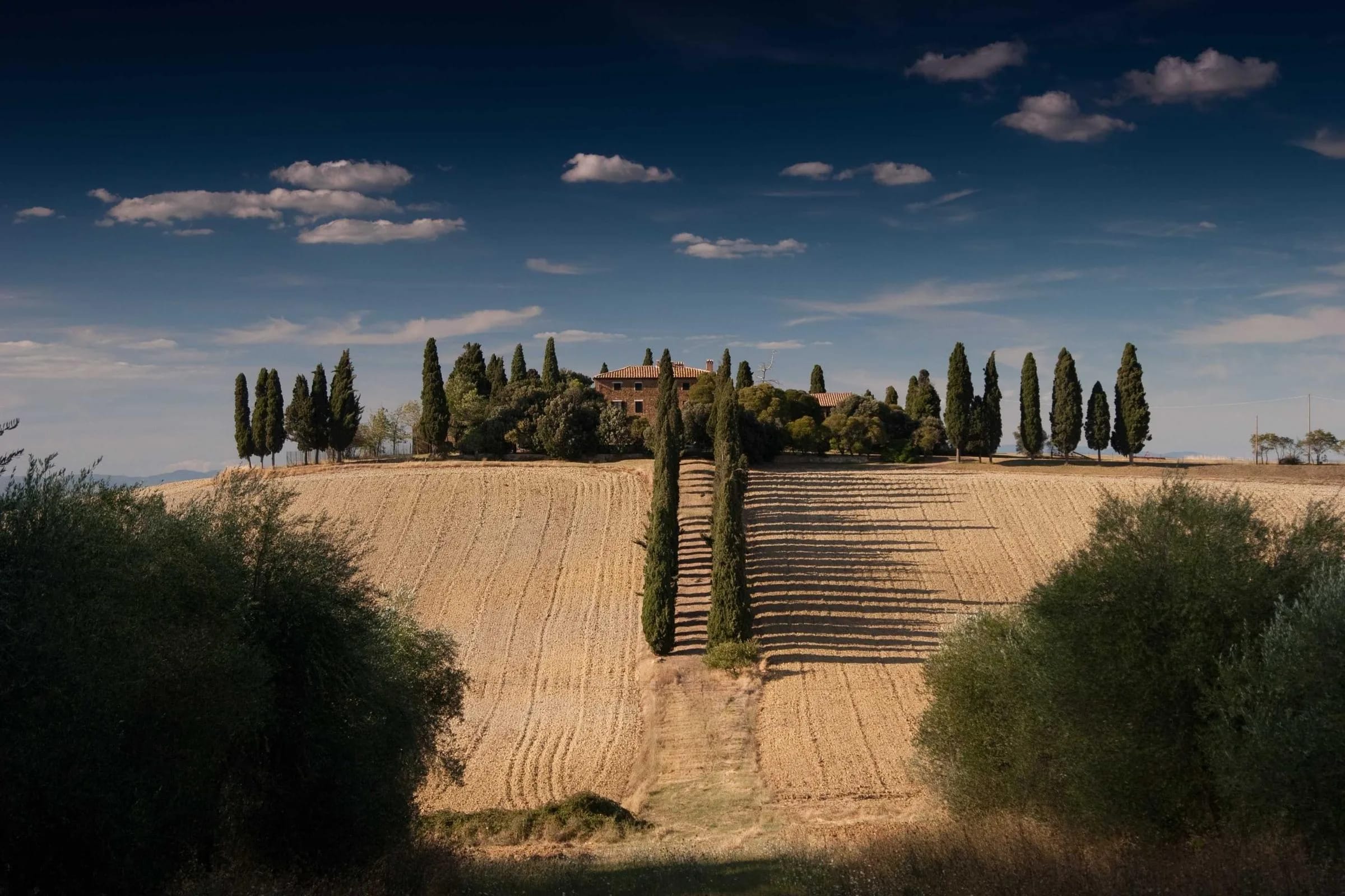A row of tall cypress trees on a hill above ploughed fields under a deep blue evening sky.