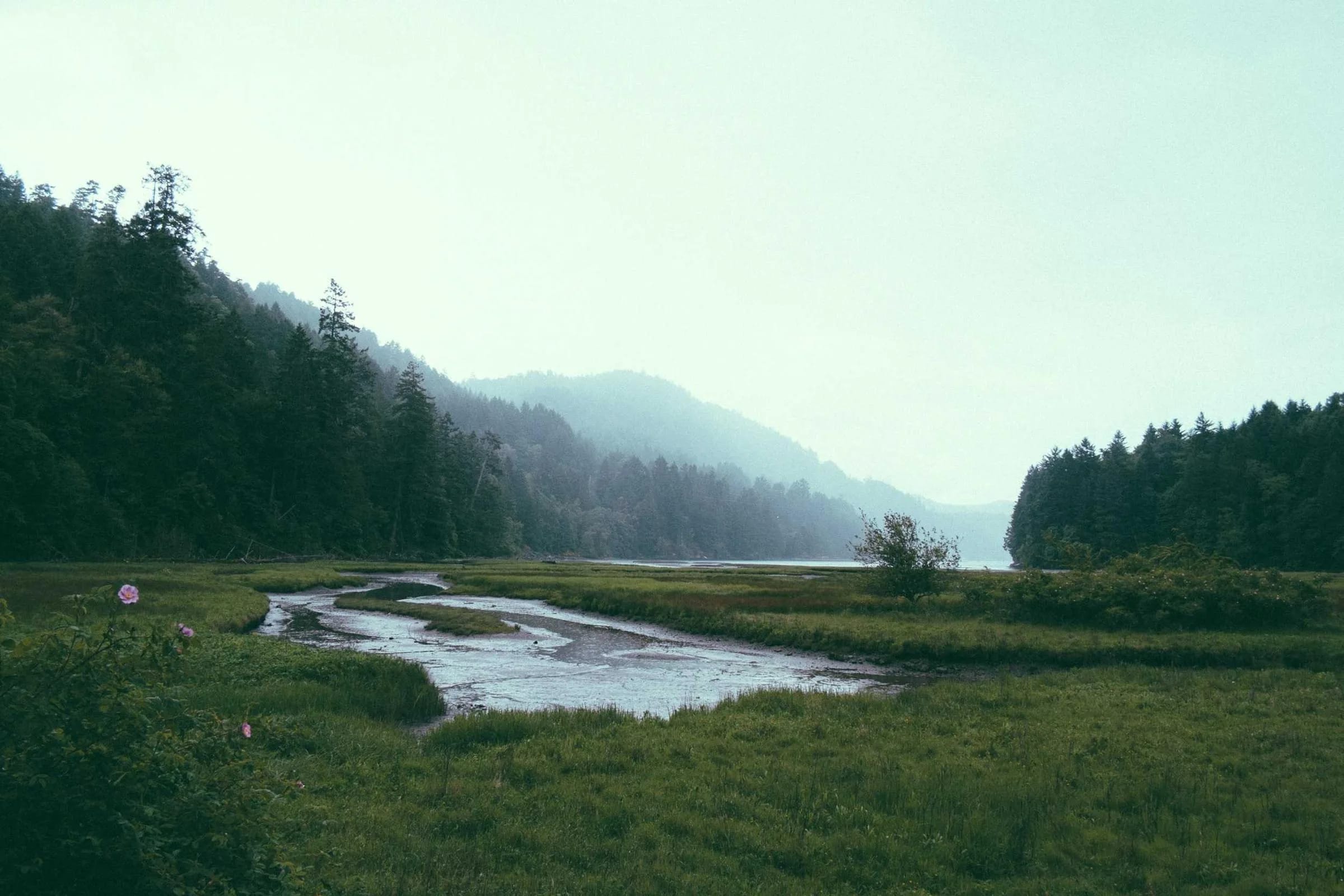 A misty lake with a grassy shore, forested hills fading into pale fog.